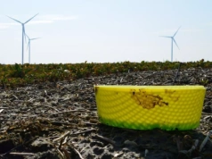 Nie tylko próg szkodliwości. Co decyduje o opłacalności oprysku?