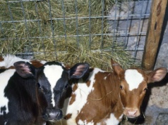 Krowy żyły w skandalicznych warunkach. Niektóre miały wrośnięty łańcuch