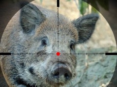 Kujawsko-Pomorskie skazane na ASF. Drastycznie obcięto odstrzał dzików