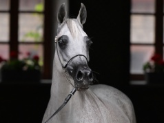 Arabski nabywca nie zapłacił za klacz z Michałowa