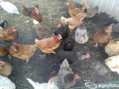 Rzekomy pomór drobiu 2026 rozprzestrzenia się w Polsce