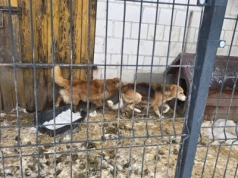 11 psów odebranych z rażąco złych warunków. Policja bada sprawę znęcania się nad zwierzętami