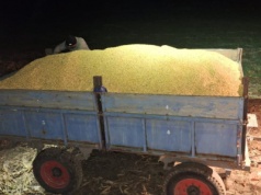 Kukurydza sucha drożeje? Ceny w skupach 27.01.2026