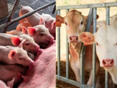 Nie złożysz dokumentów do 21 marca? ARiMR wstrzyma dopłaty