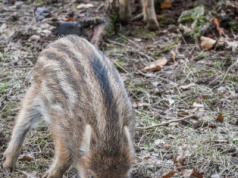 Poruszające nagranie z lasu trafiło do sieci. Leśnicy wydali apel