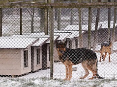 Burza wokół schroniska dla psów w Sobolewie