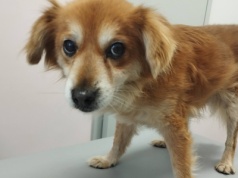 Szczeciński TOZ apeluje o pomoc