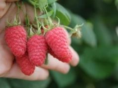 Ceny malin z Meksyku idą w górę. Po świątecznym „wysypie” rynek wchodzi w fazę niedoboru