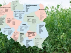 Groch siewny: Lista Odmian Zalecanych