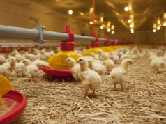 Rzekomy pomór drobiu: nowe ogniska objęły ponad milion ptaków!