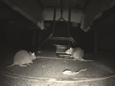 Szczury opanowały zabytkową kamienicę. Wszystko przez patoinfluencerkę