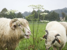 Kraków stawia na białe kosiarki. Mają zaskakującą zaletę