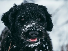 Pomagasz schroniskom? Oszuści wzięli na litość tysiące ludzi