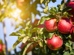 Różowa Rosette z różowym miąższem i różowym sokiem