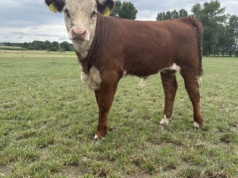 Ubezpieczyłeś zwierzęta? Możesz starać się o zwrot kosztów polisy. Ważne terminy w ARiMR