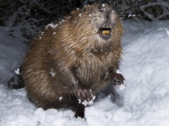 "Ekologiczna odśnieżarka". Polski bóbr podbił serca internautów