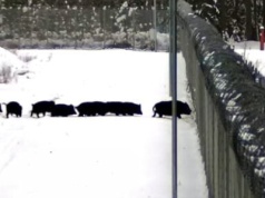 Pani świnia bez paszportu? Stop, bariera! (WIDEO)