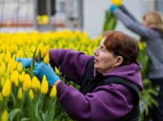 Polacy wiodą prym wśród zatrudnianych przez agencje pracy tymczasowej w Holandii