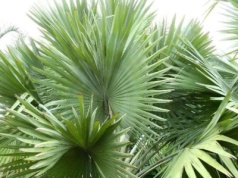 Unikatowe zjawisko na Teneryfie. Palma zakwitnie raz w życiu