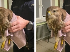 Myszołów trafił na komendę - ale tylko chwilowo