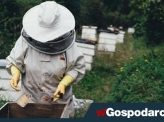 Koniec miodu z szarej strefy?