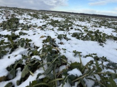 Silne mrozy to wielkie zagrożenie dla ozimin. Przypominamy dramatyczny bilans za 2012 rok