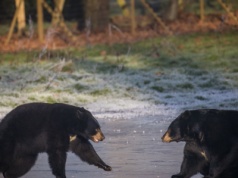 Zabili aż 2 tys. niedźwiedzi. A to wynik tylko z jednego stanu