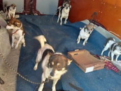 Szok na granicy. Niemiecka policja przechwyciła nielegalny transport psów z Polski