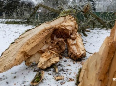 Gołoledź sprawia zagrożenie nie tylko na drogach, ale też na gałęziach