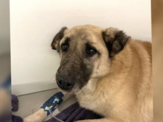 Patoschroniska i parasol ochronny nad oprawcami. Zamknięcie mordowni w Sobolewie to dopiero początek