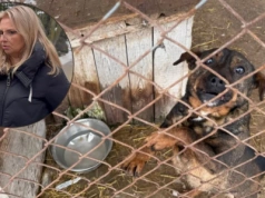 Kontrowersje wokół schroniska w Pawłowie. Kierownik: "Zarzuty są bezpodstawne"