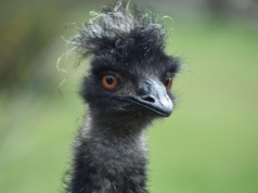 Zepsuta koloryzacja włosów to szansa na spore odszkodowanie