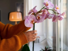 Wsyp pół łyżeczki do doniczki. Storczyk wypuści pąki po 3 tygodniach, nawet zimą
