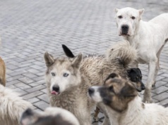 Protest w Sobolewie: aktywiści wyprowadzają psy