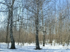 Nawet -25 stopni Celsjusza, a potem odwilż. Wtedy nastąpi zwrot. Nowa prognoza dla Polski