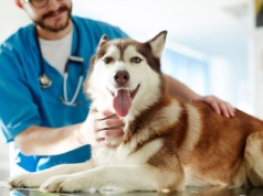 Weterynarze będą mieć obowiązek publikowania cenników