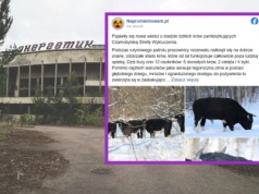 Stado dzikich krów w Czarnobylu zaskakuje. Tak udaje im się przetrwać mroźną zimę