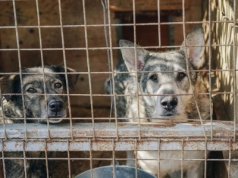 Po aferze z udziałem celebrytów ruszyły kontrole schronisk w całej Polsce