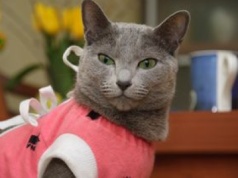 Ich "język" ewoluuje. Każdy z nich ma swój własny dźwięk