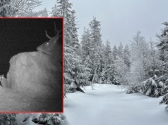 Oto co działo się w lesie pod osłoną nocy. Wszystko się nagrało