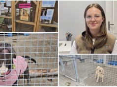 Chora przestrzeń bez systemu. O sytuacji zwierząt, schronisk i planach czipowania rozmawiamy z Adrianą Kaszubą