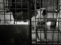 Kontrole schronisk w Polsce. W podkarpackiej placówce stwierdzono nieprawidłowości