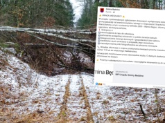 Duży dziki kot pojawił się w lesie na Pomorze. Władze apelują do mieszkańców