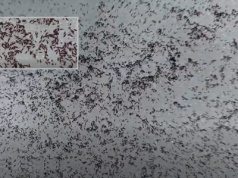 Śnieg zrobił się czarny i zaczął się ruszać. Miliony pcheł śnieżnych wyszły na powierzchnię