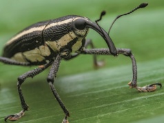 Te zwierzęta niszczą uprawy. Które są najgroźniejsze?