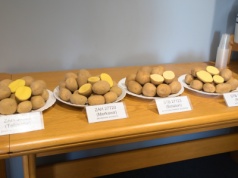 Nowe ziemniaki wchodzą na rynek! COBORU zatwierdza kolejne odmiany