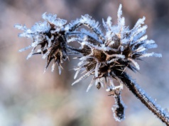 W piątek chłodno – to zapowiedź większych mrozów