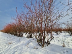 Idzie luty, podkuj buty – zima na razie zostaje z nami