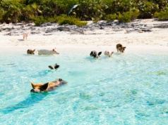 Popływaj ze świnkami na Bahamach! 🐷🌊 Tanie loty na Karaiby za 2500 PLN! 🔥✈