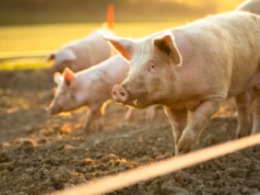 Hiszpania wypada, Polska wkracza do gry. Otwiera się dla nas bardzo obiecujący rynek